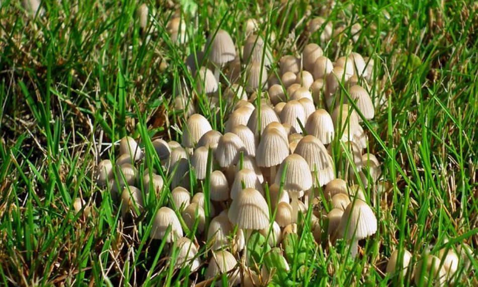 Plains and mushrooms: where to look for them and which species dominate